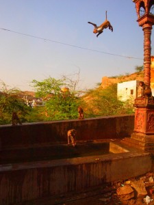 Flying Monkey!!!
